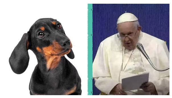 ANIMALISTI ITALIANI SCRIVONO A PAPA FRANCESCO: DIFENDIAMO I DIRITTI DI TUTTI I FRATELLI E SORELLE, UMANI E ANIMALI